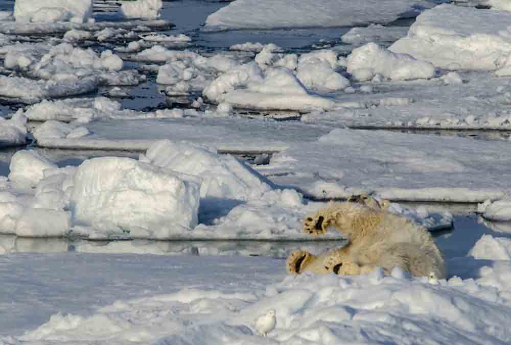 59 - Oso Polar - islas Svalbard - Noruega
